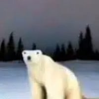 polar ber