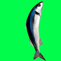 SpinningFish