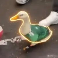 The Patriotic Duck