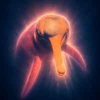 The Amazon River Dolphin