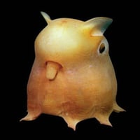 GRIMPOTEUTHIS
