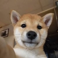 Shiba Inu