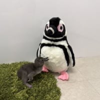 じんべえ