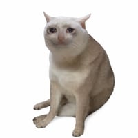 Cash Cat