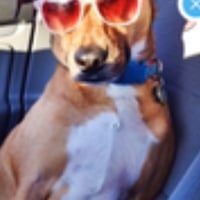 Circle Pay Dog