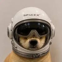 Dog in helmet