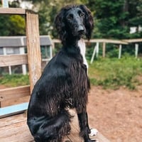 Taigan CZ Dog