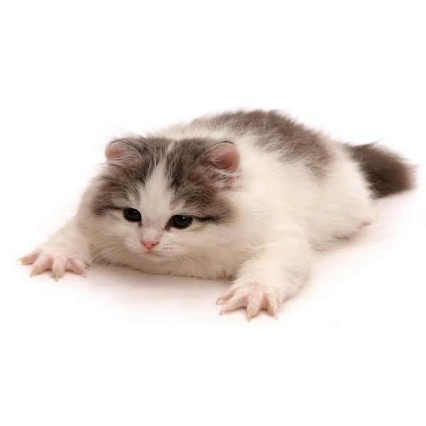 FhQh7jMFxBX1TN9e8NcFJJVgRTEByWawS5kmq3dypump