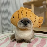 The Cat Xiaojie