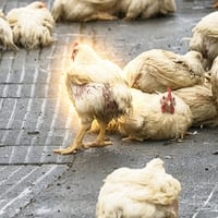 CHICKENS logo