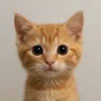 neko