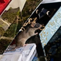 The Rat