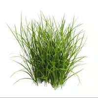 Grass logo