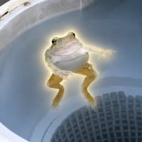 spinning frog
