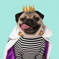 Doug The Pog