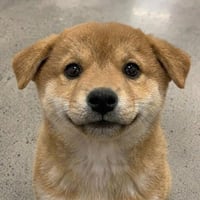 pup