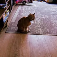 Hobbes