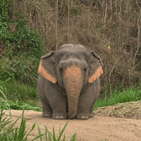 The Chubby Elephant