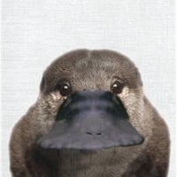 カモノハシ
