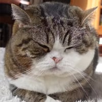 Maru Cat