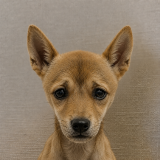 Dog In Need logo