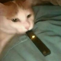 vape cat