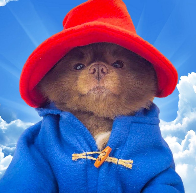 Bertram The Pomeranian