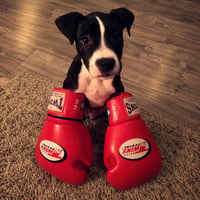 Punchdog