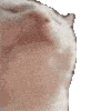 catJAM logo