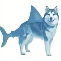 sharkdog logo