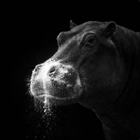 The Cocaine Hippo