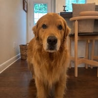 Wally Dog
