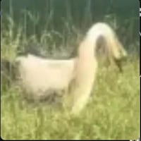 Donald the Goose 标识