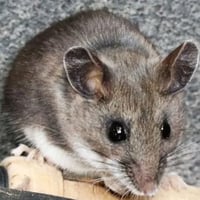 DeerMouse