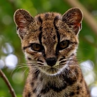 Leopardus Tilcayo