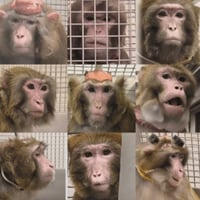 The 9 Tortured Macaques logo