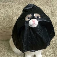 catwifbag