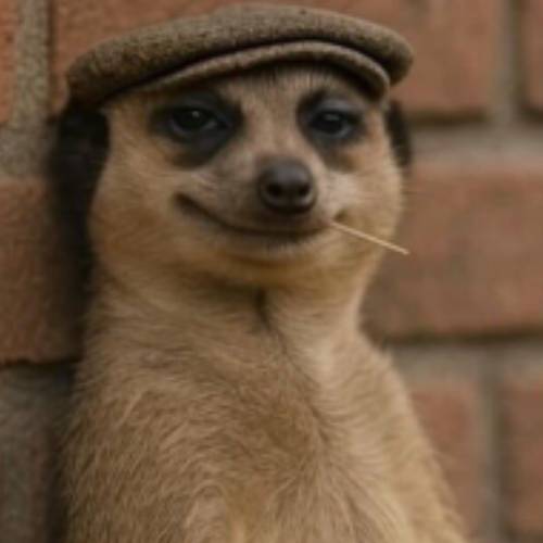The Meerkat Meme