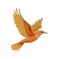 Dulus logo
