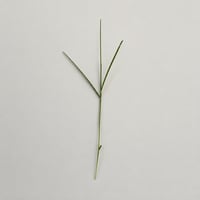 The $450 Grass