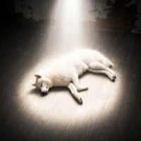 Ascend Dog