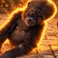 Bili