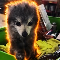 This dog will fix the market