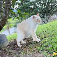 Neném the Cat