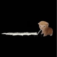 Coca cat