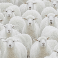 The Sheep Mentality