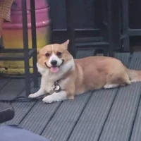 The Smiling Dog 