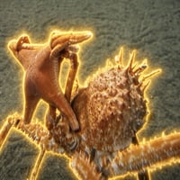 Crab Wif Starfish