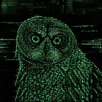 Hoot