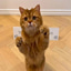QuantCat